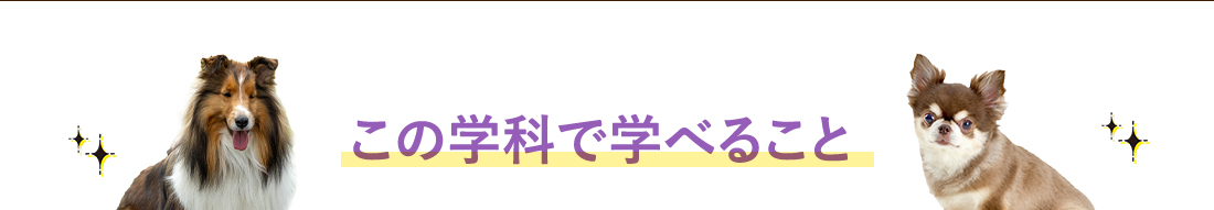 この学科で学べること