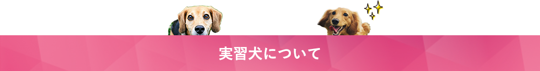 実習犬について