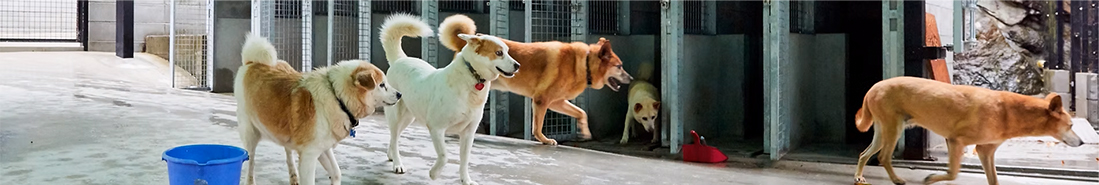 NPO法人 動物保護施設 姫路キャンフェル