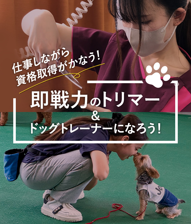 即戦力のトリマー＆ドッグトレーナーになろう