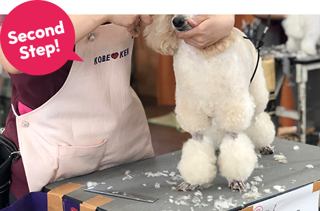 トリマー本科1年半コースへ入学のイメージ画像