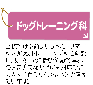 ドッグトレーニング