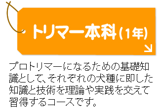 トリマー本科1年